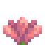 Fleur de cactus
