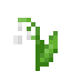 Muguet