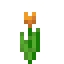 Tulipe orange