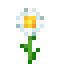 Marguerite