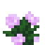 Pivoine