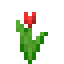 Tulipe rouge